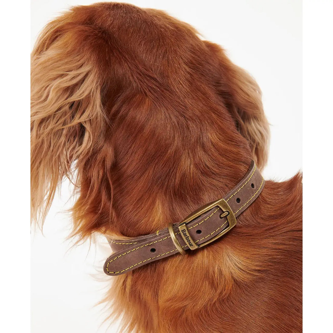Barbour - Collare per cani in pelle