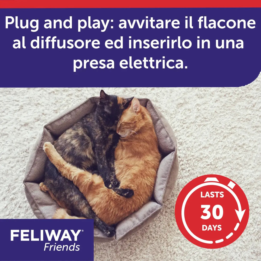 Feliway Friends