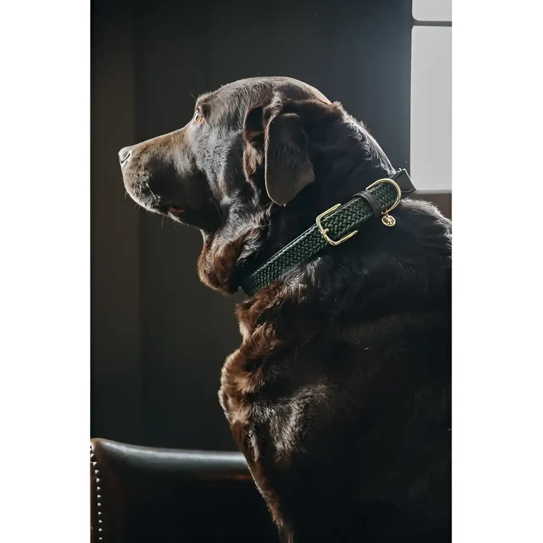 Kentucky - Collare per cani in nylon intrecciato Bordeaux