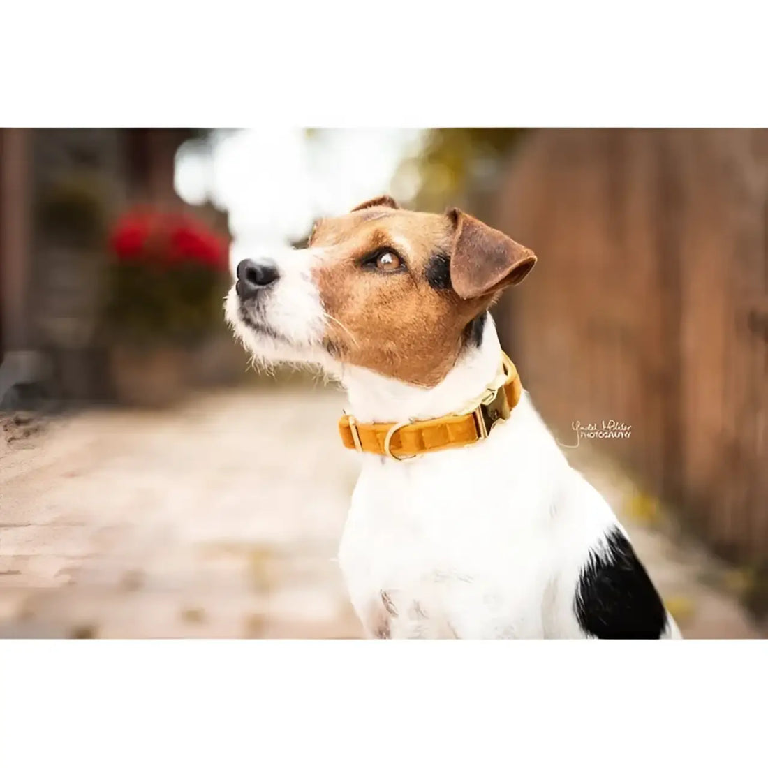Kentucky - Collare per cani Velvet Arancione