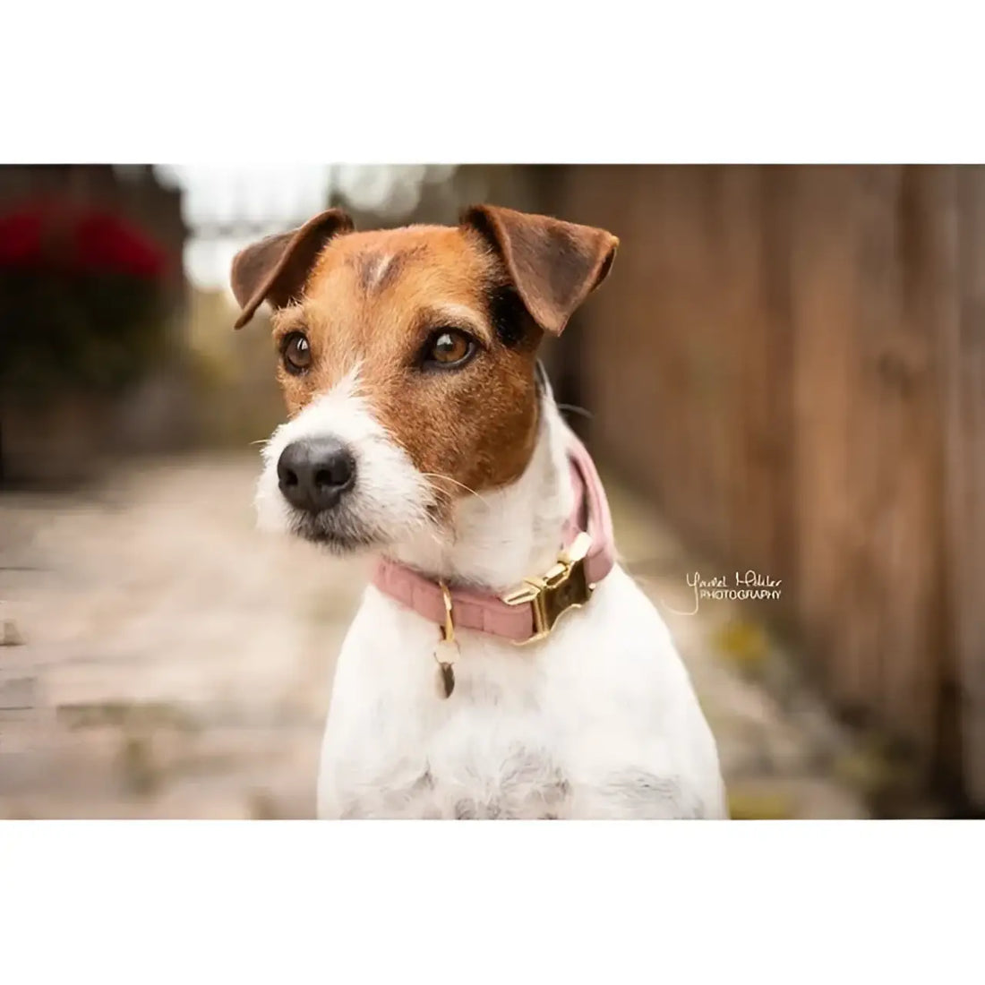Kentucky - Collare per cani Velvet Rosa Antico