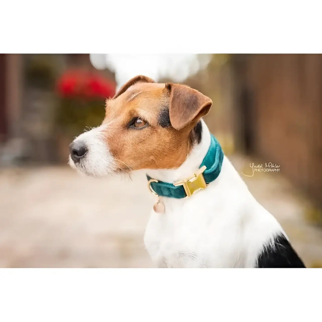 Kentucky - Collare per cani Velvet Smeraldo