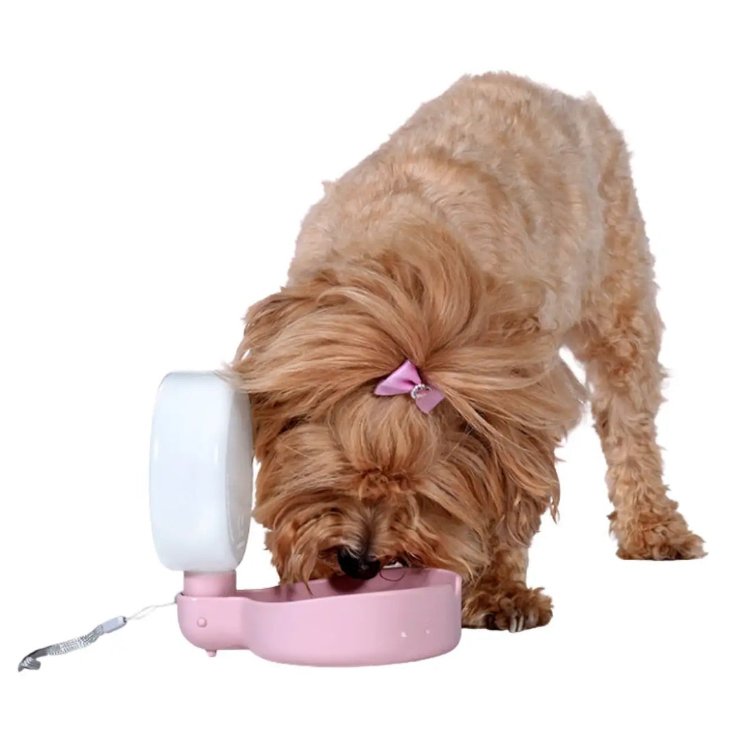 United Pets Pingui Borraccia compatta per cani