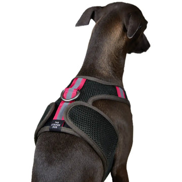 The Striped Dog - Chroma Verde Militare
