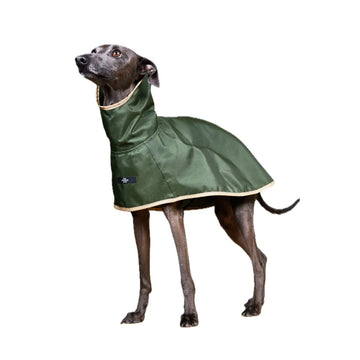 The Striped Dog - Paramount Verde