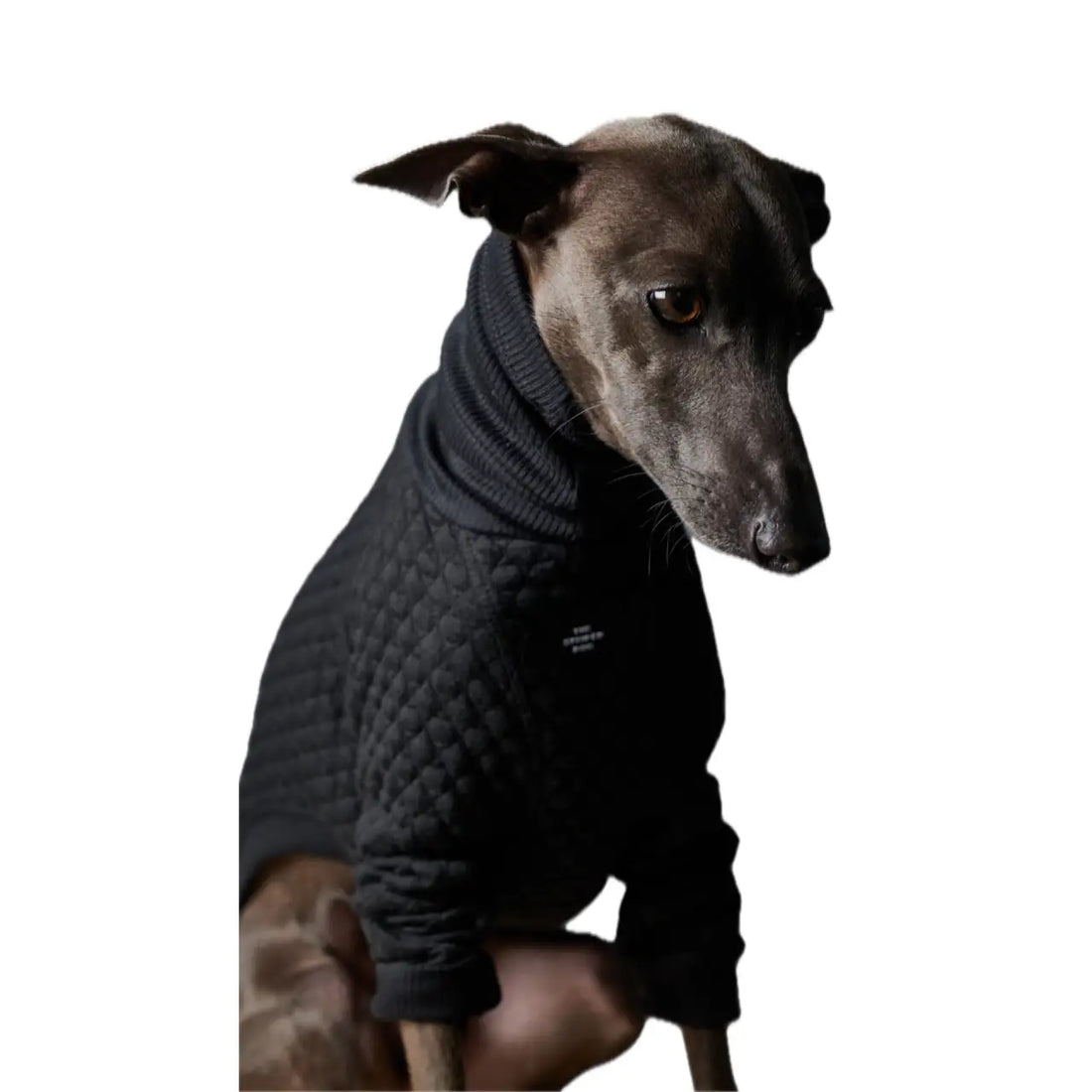 The Striped Dog - Rodeo