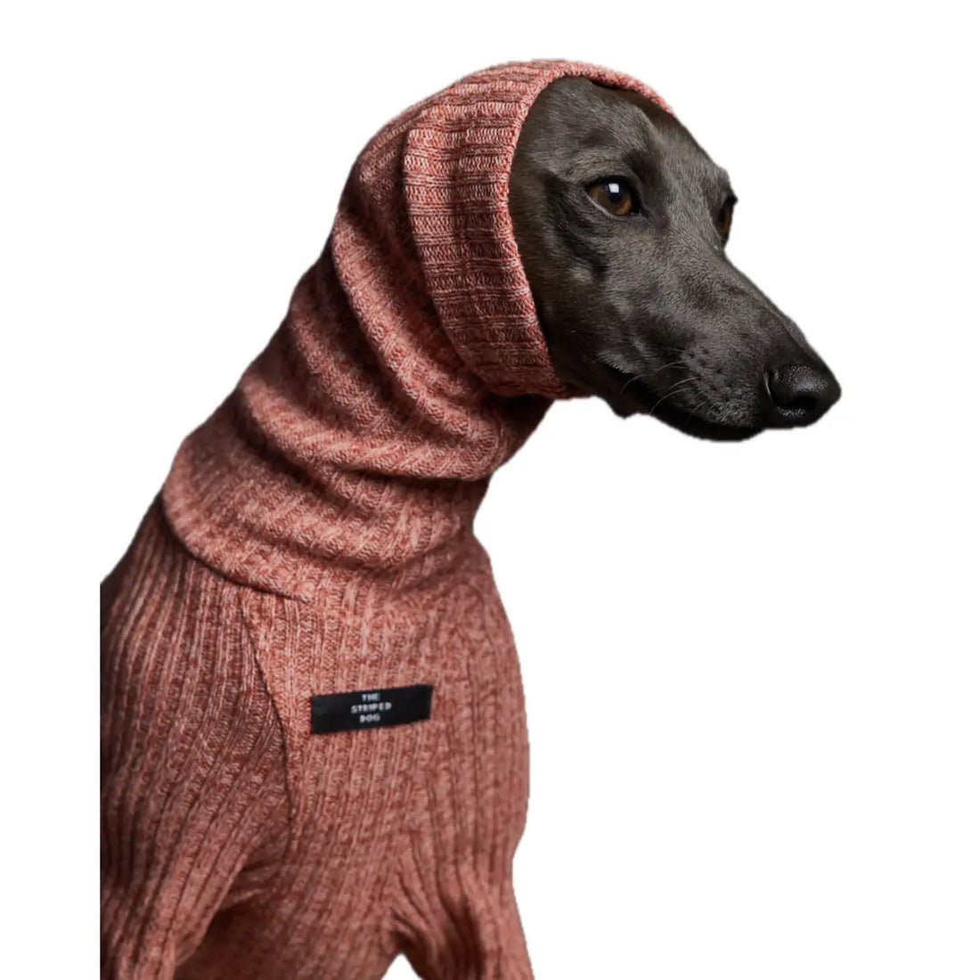 The Striped Dog - Santa Monica